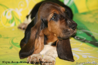 Щенки бассет-хаунда из питомника - Изображение #2, Объявление #761618