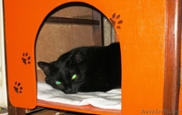 Отдадим в добрые руки 4-х летнего умного домашнего воспитанного кота - Изображение #2, Объявление #756013