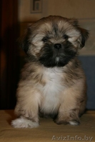 Лхаса-Апсолютное счастье - Изображение #1, Объявление #752269