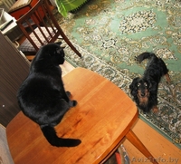 Отдадим в добрые руки 4-х летнего умного домашнего воспитанного кота - Изображение #5, Объявление #756013