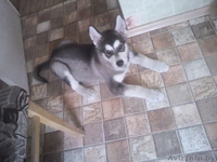 Аляскинский маламут - Изображение #1, Объявление #751344