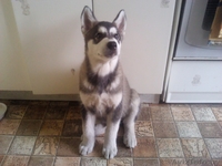 Аляскинский маламут - Изображение #3, Объявление #751344