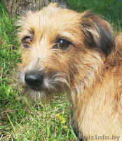 Две малышки ищут новых ответственных хозяев - Изображение #2, Объявление #754444