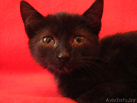 Ласковая Мурка ищет заботливых хозяев - Изображение #3, Объявление #762904