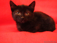 Ласковая Мурка ищет заботливых хозяев - Изображение #1, Объявление #762904