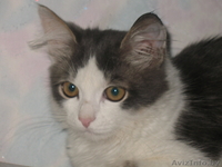 Тиша ищет дом Тиша-тихоня - Изображение #3, Объявление #759231