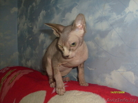 канадские  сфинксята - Изображение #1, Объявление #758940