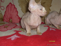 канадские  сфинксята - Изображение #2, Объявление #758940