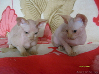 канадские  сфинксята - Изображение #3, Объявление #758940