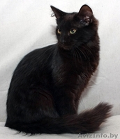 Нежный котенок в дар - Изображение #2, Объявление #761266