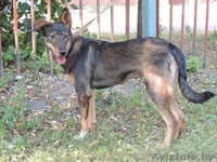 	 Молоденькая Линда в дар. Привита, стерилизована - Изображение #4, Объявление #762697