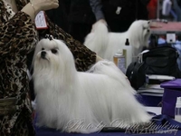 Продам породистых клубных щенков мальтезе (мальтийская болонка) - Изображение #3, Объявление #760468