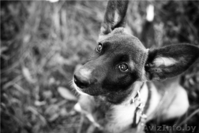 Мисси - замечательный щенок ищет заботливого хозяина! - Изображение #4, Объявление #757805