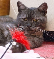 Гриша - метис британца и экзота в Дар! - Изображение #2, Объявление #753815