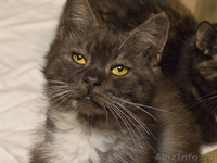 Гриша - метис британца и экзота в Дар! - Изображение #3, Объявление #753815