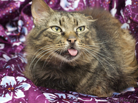 ВАСЯ-БОМЖ в дар! - Изображение #3, Объявление #761181