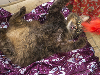 ВАСЯ-БОМЖ в дар! - Изображение #2, Объявление #761181