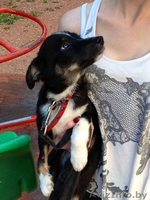 Джош, замечательный щенок в дар  - Изображение #1, Объявление #758658