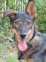 	 Молоденькая Линда в дар. Привита, стерилизована - Изображение #1, Объявление #762697