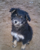 Щенки в дар (в поиске нового дома) - Изображение #1, Объявление #753517