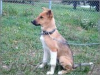 щенки с большими ушами в дар - Изображение #3, Объявление #754845