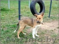 щенки с большими ушами в дар - Изображение #4, Объявление #754845