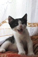 Очаровательные пушистики - в дар! - Изображение #2, Объявление #755699