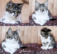 Нежная кошечка 5 мес. В дар. - Изображение #2, Объявление #752726