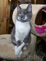 Ириска - дымчатое чудо. В дар!  - Изображение #1, Объявление #727481