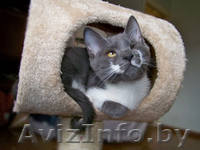 Ириска - дымчатое чудо. В дар!  - Изображение #3, Объявление #727481