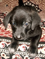 Щеночки-карапузики в  дар! - Изображение #4, Объявление #775367