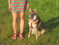 Вихра - красивая собака, помесь с западно-сибирской лайкой - Изображение #1, Объявление #782480