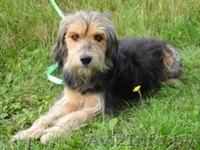 Прелестная добрая умная Стэйси. Красавица. - Изображение #1, Объявление #769486