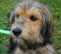 Прелестная добрая умная Стэйси. Красавица. - Изображение #2, Объявление #769486