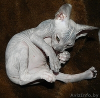 Котята ДОНСКОЙ СФИНКС - Изображение #2, Объявление #773846