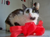 ВАСИЛИСА – хрупкая и нежная молодая кошечка - Изображение #2, Объявление #774195