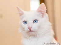 Стасик – голубоглазый блондин, который слушает и слышит сердцем. - Изображение #1, Объявление #770033