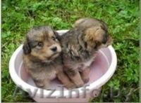 Прелестные малышки прелестной мамочки - Изображение #1, Объявление #769484