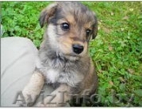 Прелестные малышки прелестной мамочки - Изображение #3, Объявление #769484