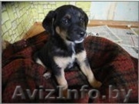 Рокки - веселый радостный малыш. - Изображение #1, Объявление #769477