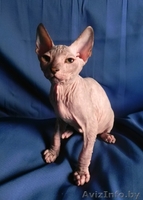 Котята ДОНСКОЙ СФИНКС - Изображение #3, Объявление #773846