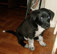 Щеночки-карапузики в  дар! - Изображение #2, Объявление #775367