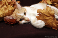 Рыже-белый котенок-мальчик в дар - Изображение #4, Объявление #771952