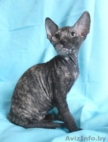 Котята ДОНСКОЙ СФИНКС - Изображение #4, Объявление #773846