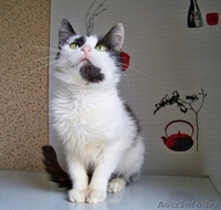 ВАСИЛИСА – хрупкая и нежная молодая кошечка - Изображение #3, Объявление #774195