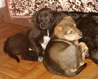 Щеночки-карапузики в  дар! - Изображение #1, Объявление #775367