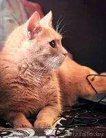 Персик - изумительный фруктовый кот в дар! - Изображение #3, Объявление #767861