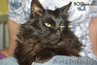 ЦЫГАН - черный пушистый страстный кошак, 1.5. года, В ДАР - Изображение #2, Объявление #781913