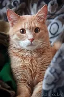 Персик - изумительный фруктовый кот в дар! - Изображение #5, Объявление #767861