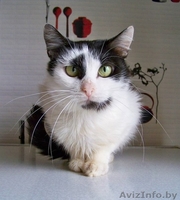 ВАСИЛИСА – хрупкая и нежная молодая кошечка - Изображение #5, Объявление #774195
